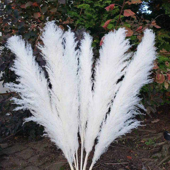 Pampas Grass