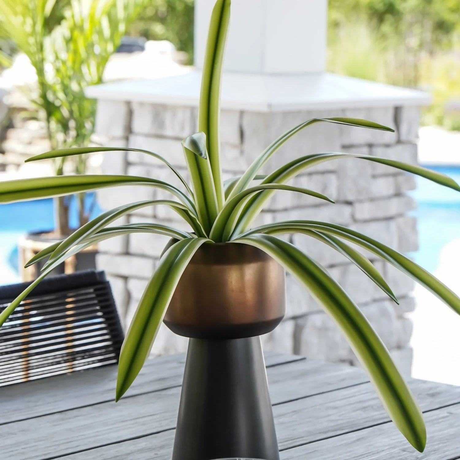Cymbidium Real Touch Agave Stem