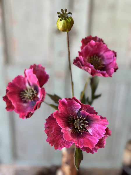 Winning Streak Poppy