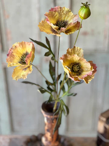 Winning Streak Poppy