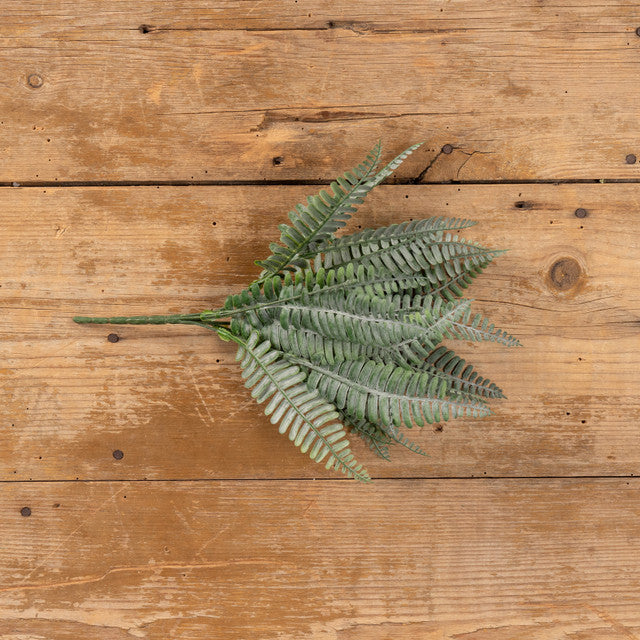 Persian Leaf Fern Bush