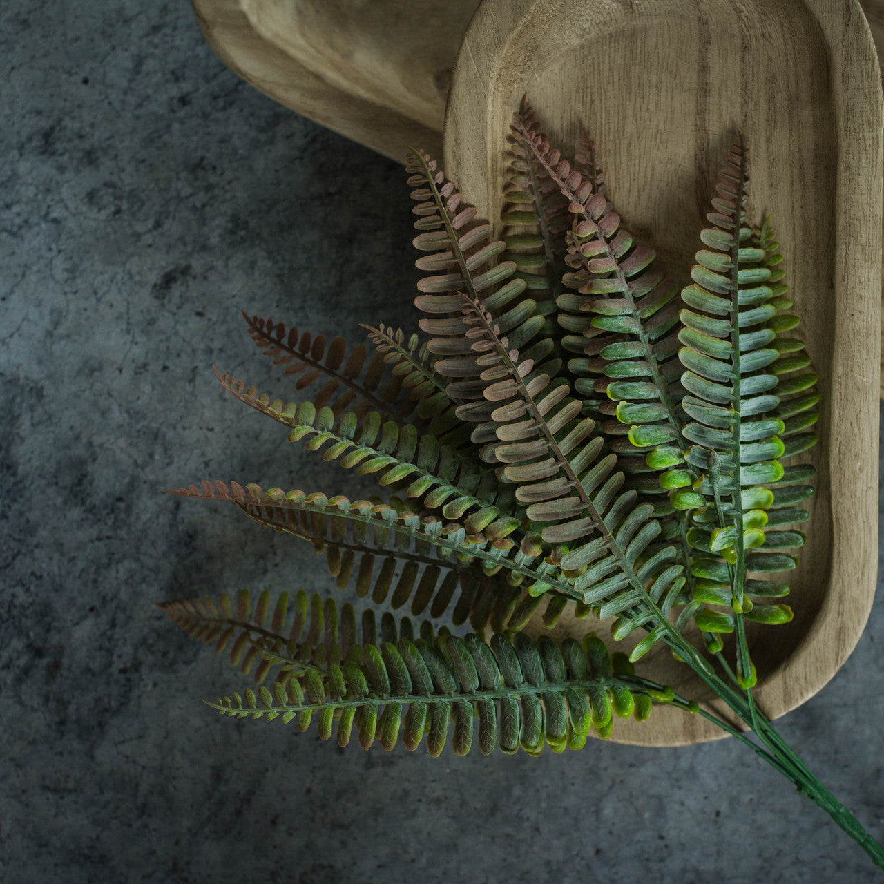 Persian Leaf Fern Bush