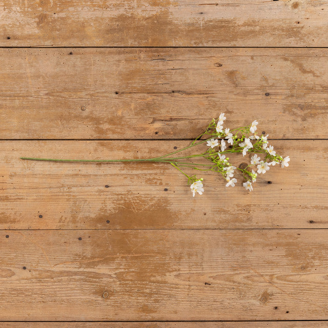 WHITE WINTER DAPHNE SPRAY