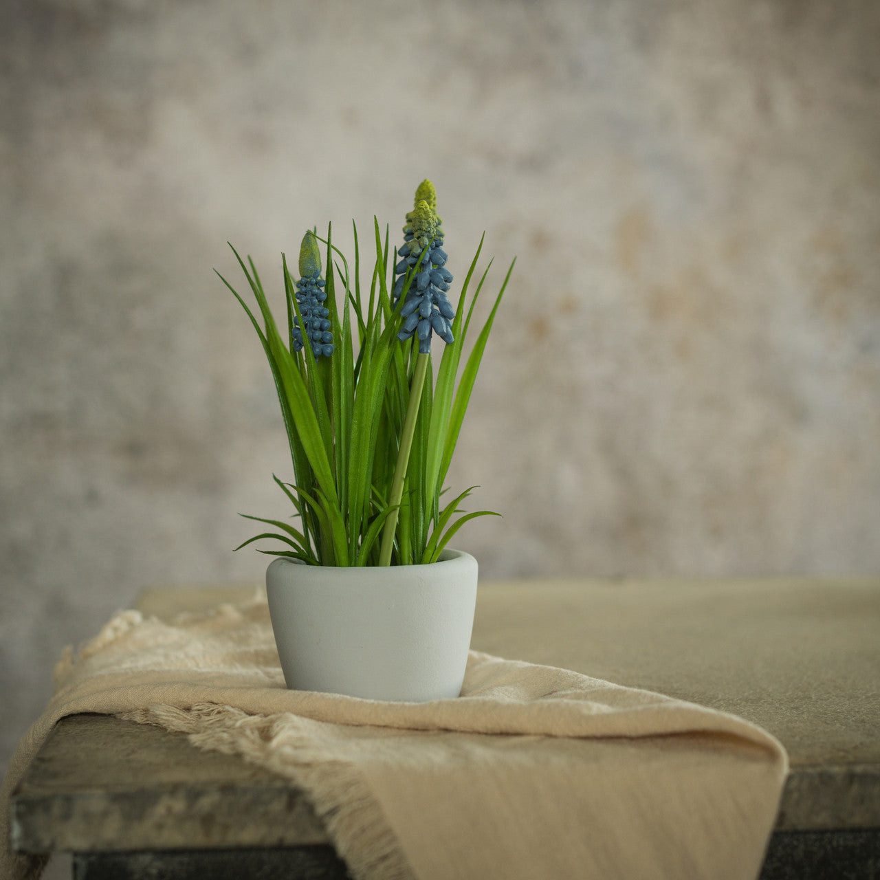 Blue Potted  Hyacinth