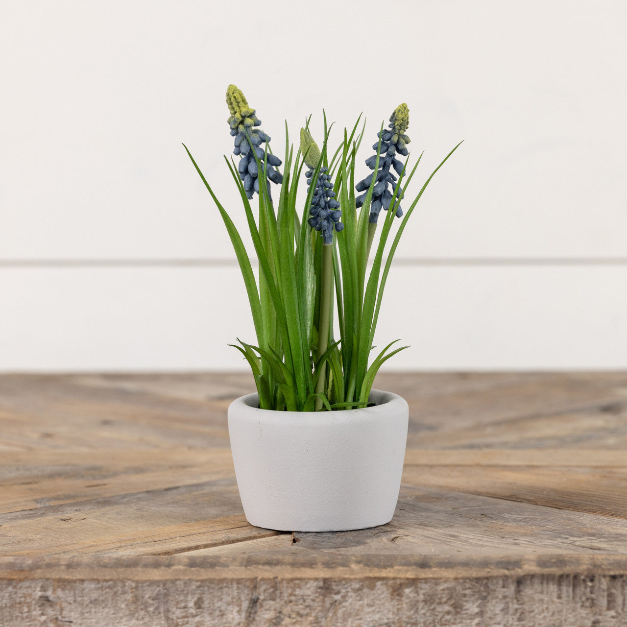 Blue Potted  Hyacinth