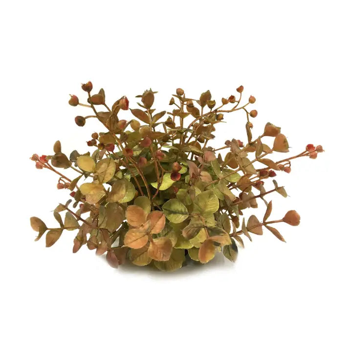 Eucalptus Half Orb