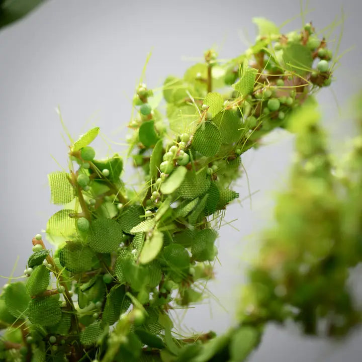 Green Amaranthus Spray