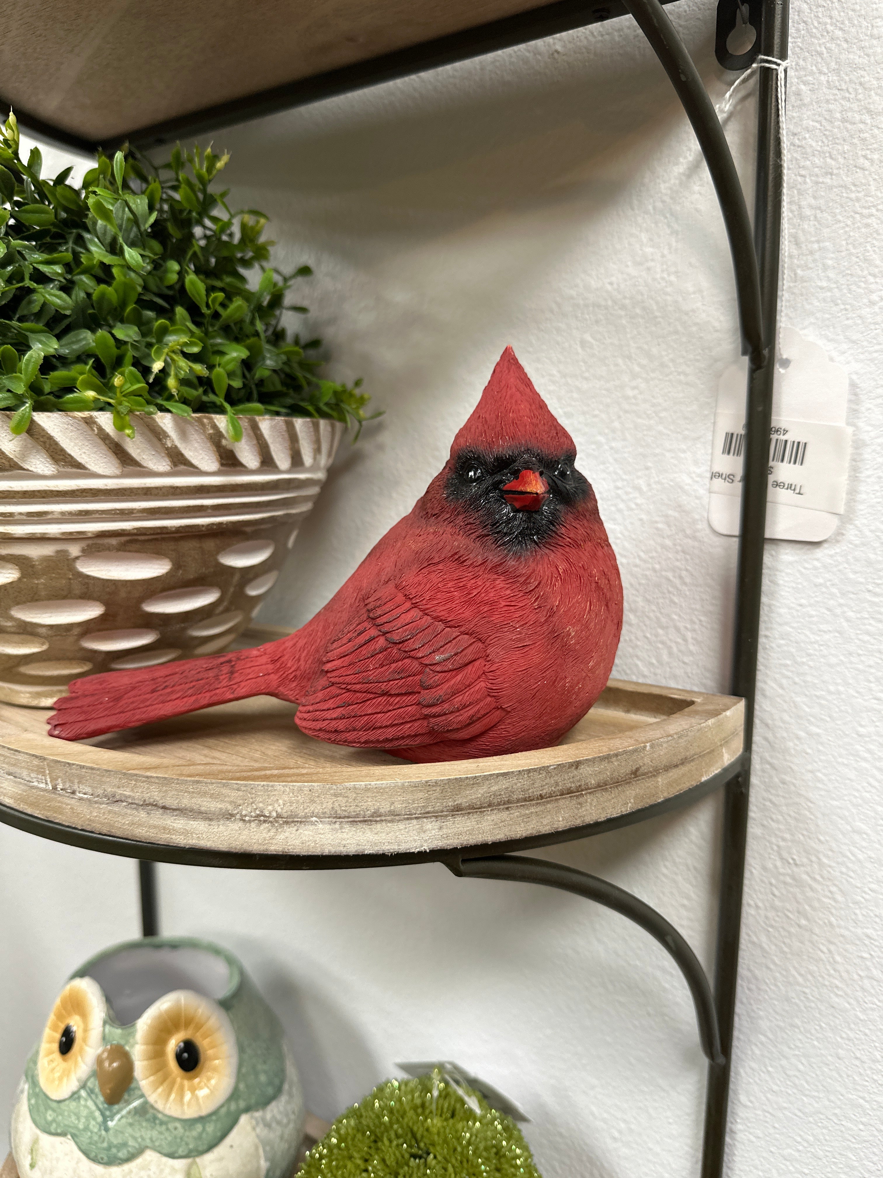 Red Cardinal