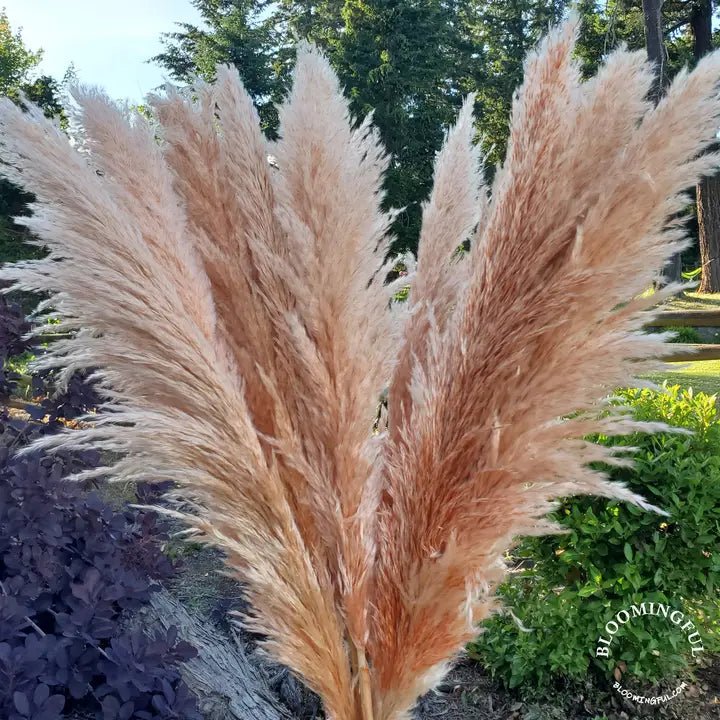 Pampas Grass