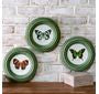 Framed Butterfly Prints