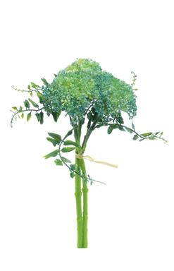 Sedum Bundle