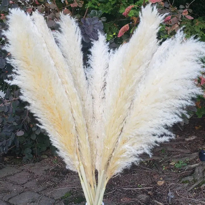 Pampas Grass