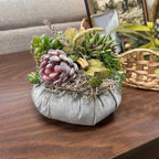 Succulent pumpkins
