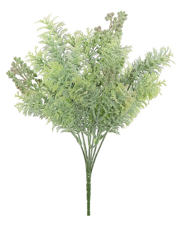 Seeding Lace Leaf Bush