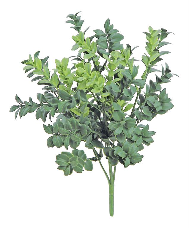 Green Boxwood Bush