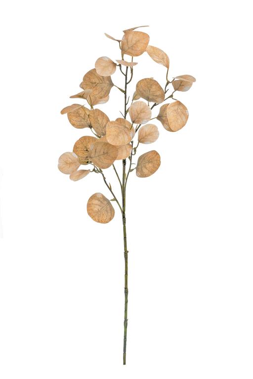 Smoke Tree Leaf