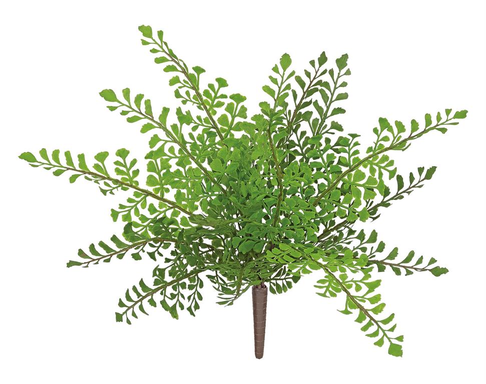 Green Fern Bush