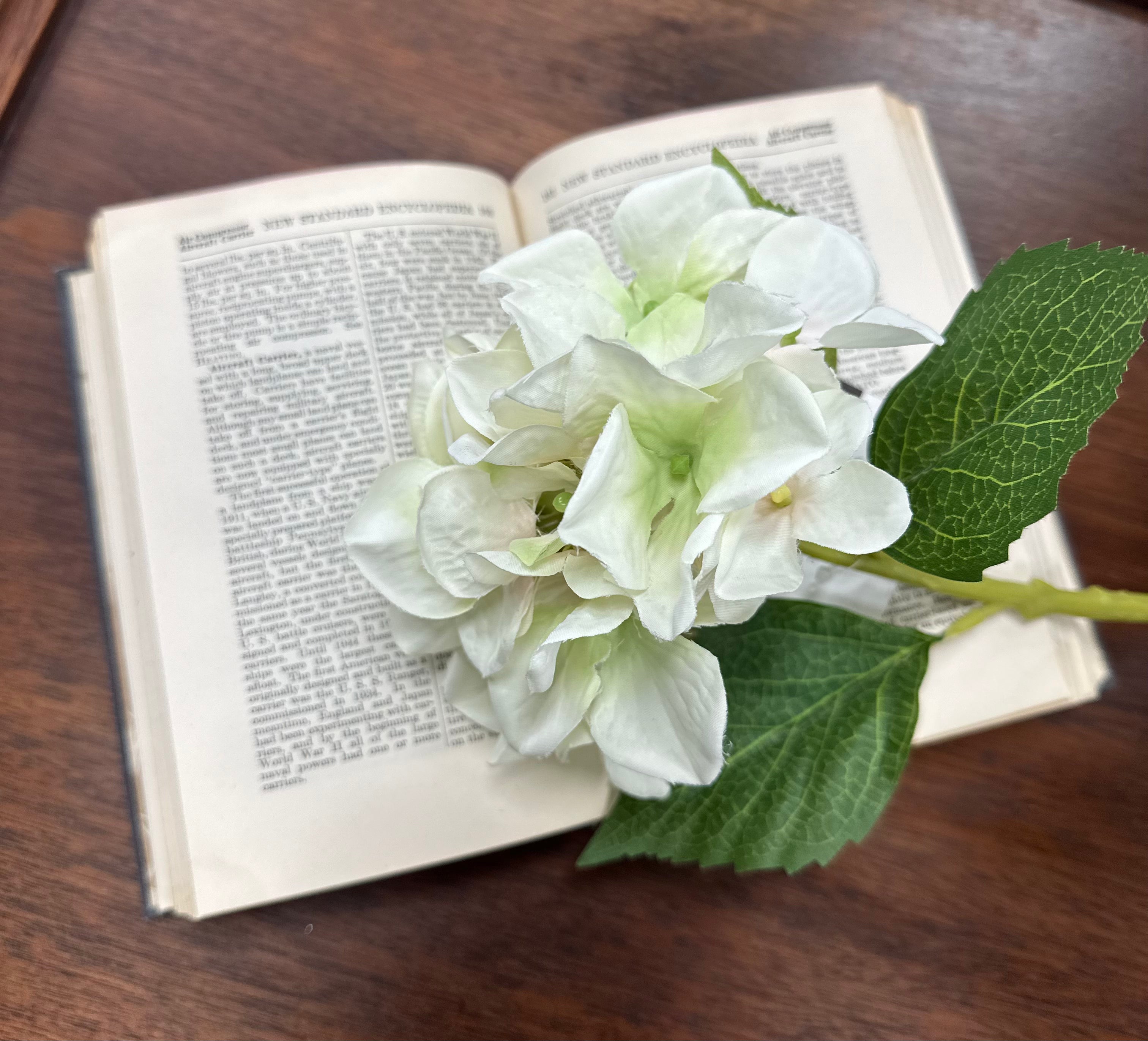 Hydrangea Stems