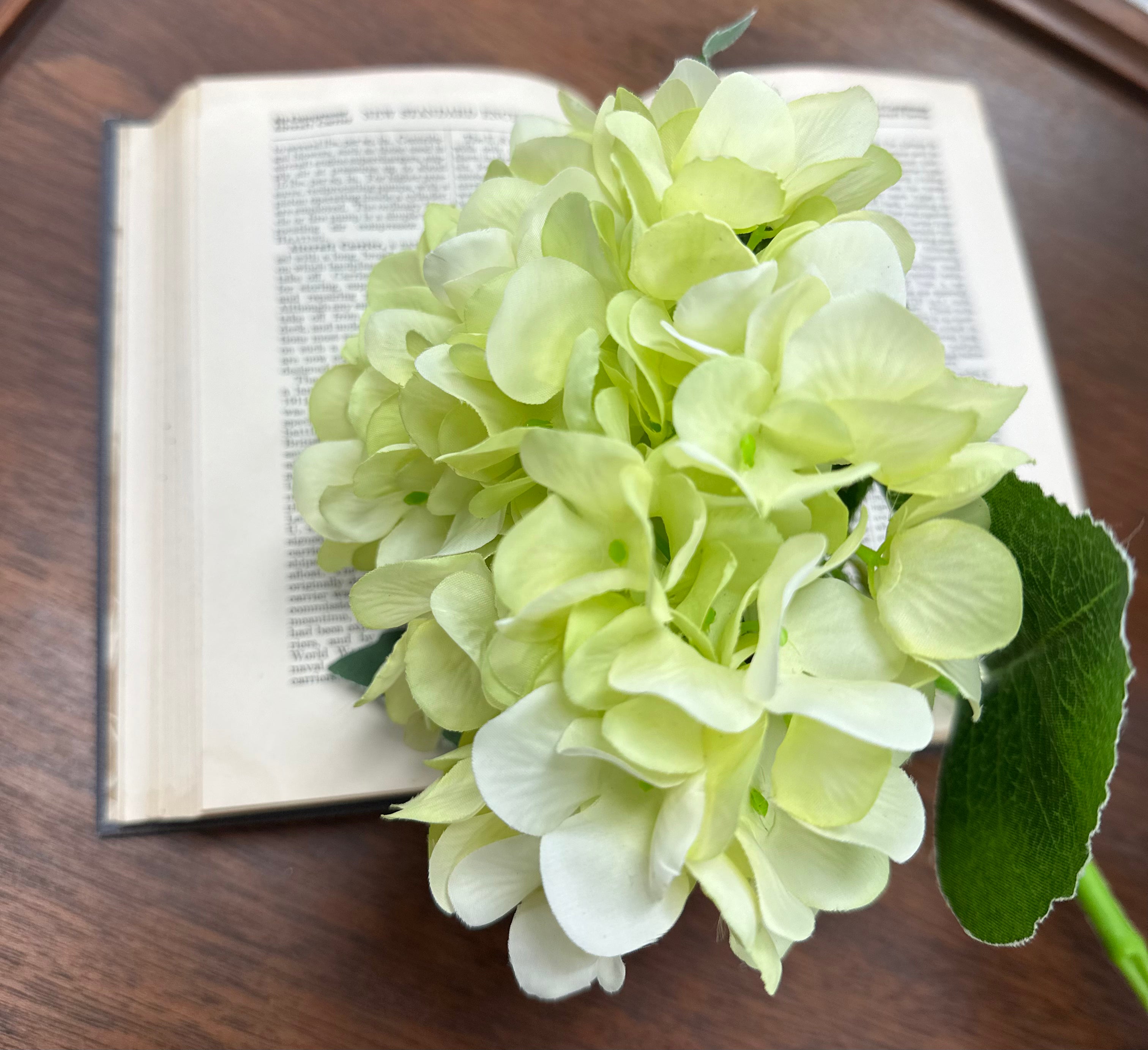 Hydrangea Stems