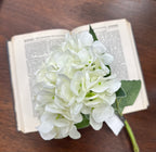 Hydrangea Stems