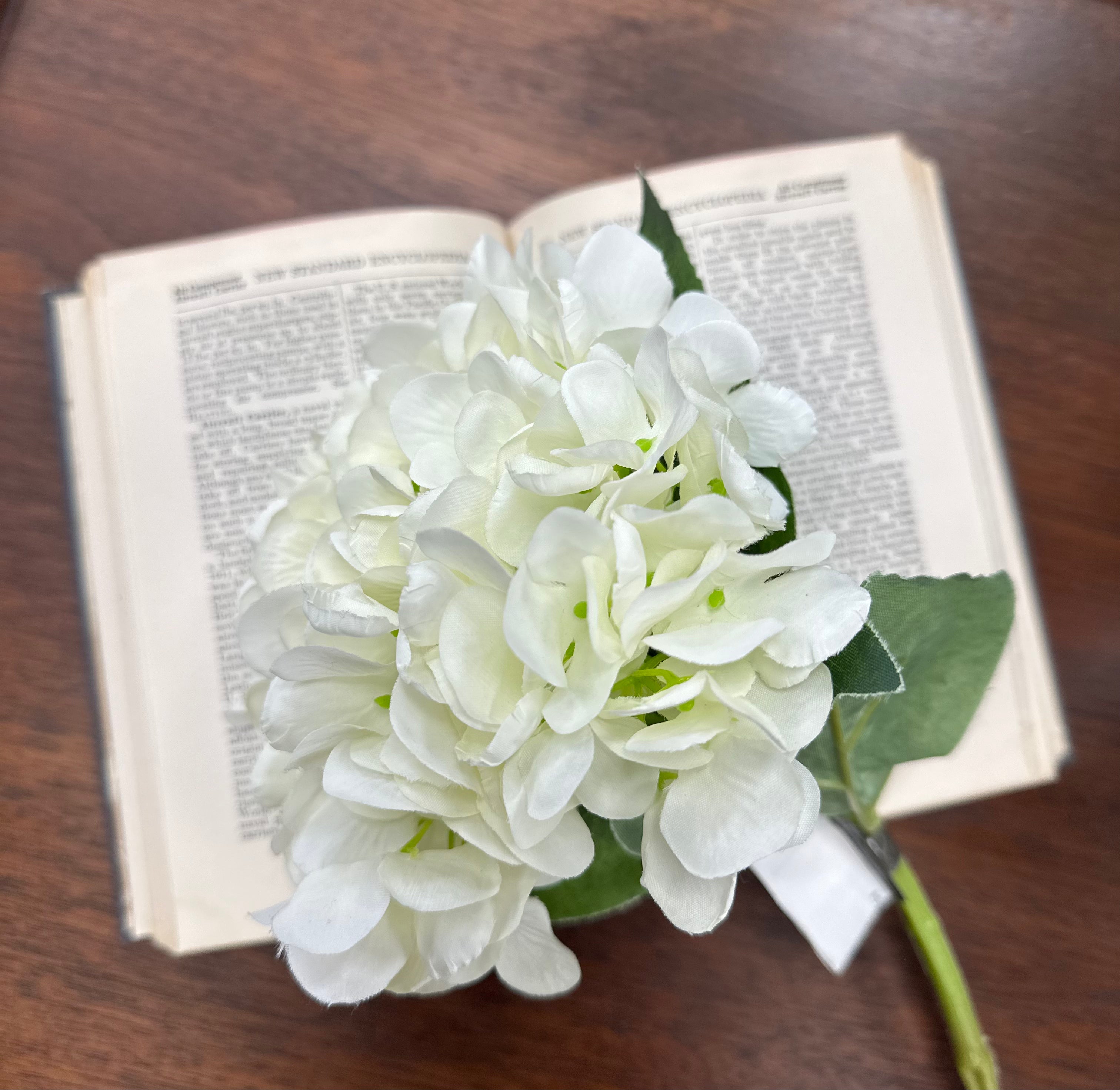 Hydrangea Stems