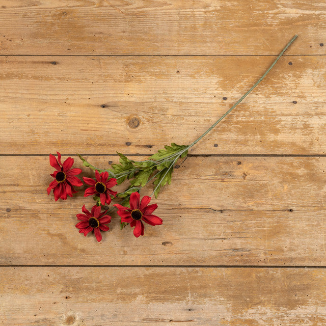 Red Black Eyed Susan