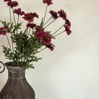 BurgundyCorepsis Spray