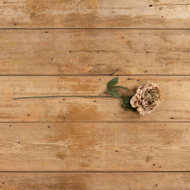 Beige and Pink Peony