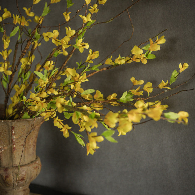 Yellow Forsythia Bush