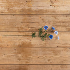 Blue Cosmo Spray