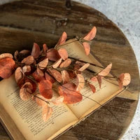 Orange Eucalyptus & Twig