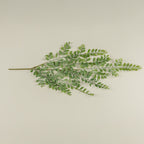 Dusty Ruscus Leaf Hanging