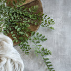 Dusty Ruscus Leaf Hanging