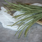 Paper Grass Bush