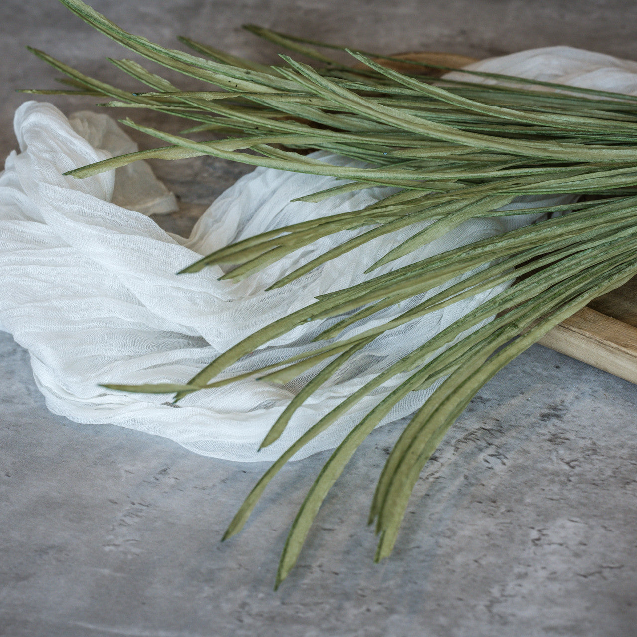 Paper Grass Bush