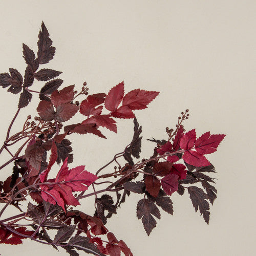 Burgundy Berry & Bugbane Leaf Spray
