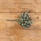 Poplar Leaf Bush