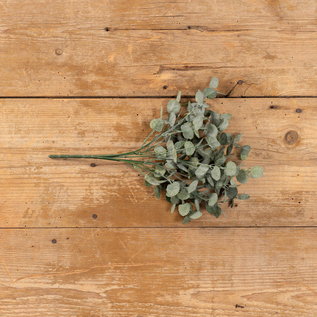 Poplar Leaf Bush
