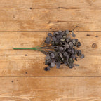 Poplar Leaf Bush Purple
