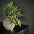 Persian Leaf Fern Bush
