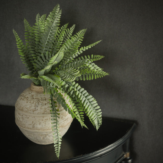 Persian Leaf Fern Bush