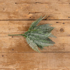 Persian Leaf Fern Bush