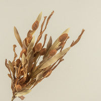 Brown Pod Spray