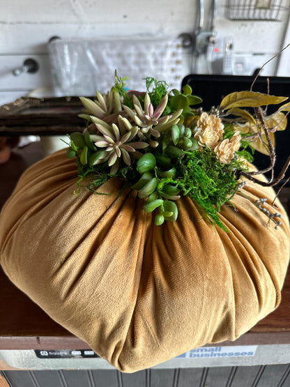 Succulent pumpkins