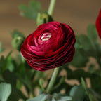 Real Touch Ranunculus Stem
