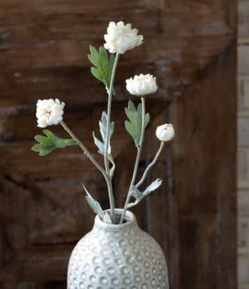 Kalanchoe Stem