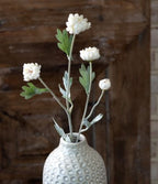 Kalanchoe Stem