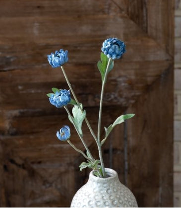 Kalanchoe Stem