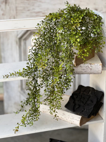 Hanging Baby's Grass