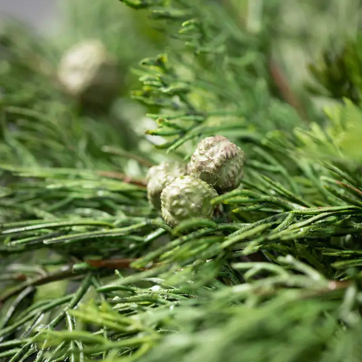 Lush Cypress & Berry Wreath